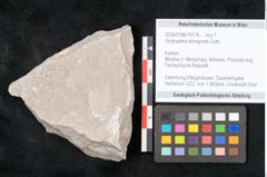 Foto (Objekt + Etikett) von Dictyopteris brongniarti Gutb. (NHMW-GEO-2024-0188-10774)